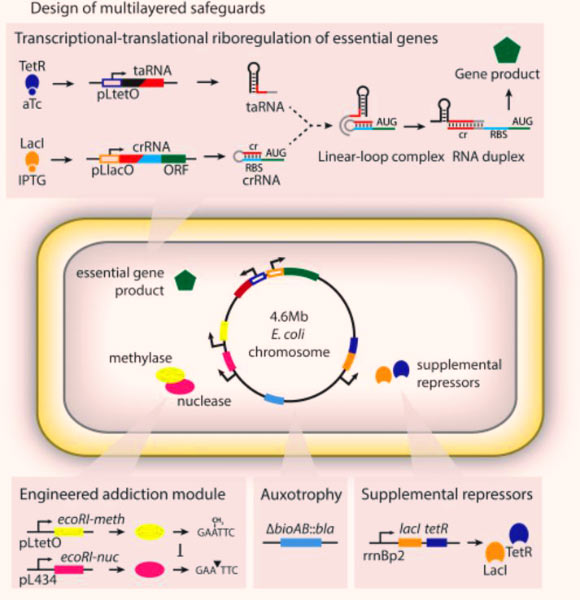 Design of multilayered genetic safeguards: riboregulation, engineered addiction, auxotrophy and supplemental repressors. Image credit: Ryan R. Gallagher et al. 