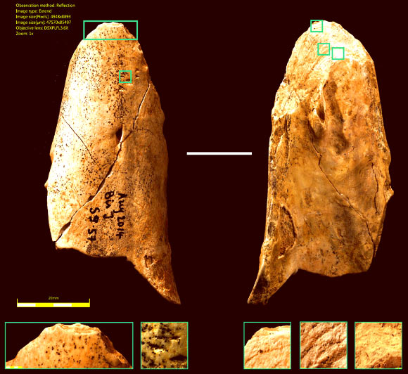 The 55,000-year-old bone tool found in France. Image credit: Maurice Hardy et al.