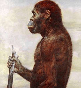 Australopithecus africanus, Other Early Hominins May Have Made, Used ...