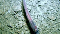 Fish in an estuary beneath the Antarctic ice. Image credit: Deep-SCINI / UNL-Andrill / SMO.