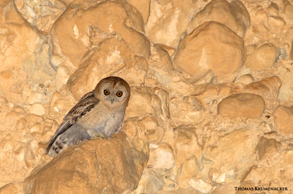 Strix sp. in the Judean desert of Israel, probably the Desert Tawny Owl (Strix hadorami). Image credit: © Thomas Krumenacker, www.krumenacker.de.