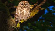 Strix aluco, a species of the genus Strix closely related to the Hume’s tawny owl (Strix butleri) and the newly described Desert Tawny Owl (Strix hadorami). Image credit: Andreas Trepte, www.photo-natur.de / CC BY-SA 2.5.
