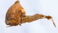 The feather-legged lace weaver (Uloborus plumipes). Image credit: Olaf Leillinger / CC BY-SA 2.5.