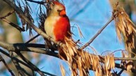 Halfsider Northern Cardinal in Rock Island, IL. Image credit: Brian Peer / Robert Motz.
