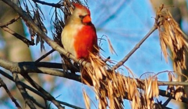 Halfsider Northern Cardinal in Rock Island, IL. Image credit: Brian Peer / Robert Motz.