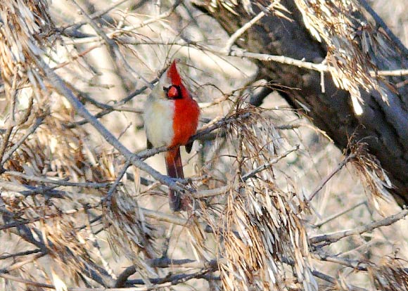 Halfsider Northern Cardinal in Rock Island, IL. Image credit: Brian Peer / Robert Motz.