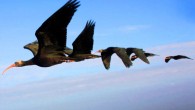 Northern bald ibises (Geronticus eremita) take turns saving energy by following in another bird's wake. Image credit: M Unsöld.