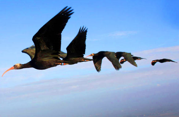 Northern bald ibises (Geronticus eremita) take turns saving energy by following in another bird's wake. Image credit: M Unsöld.