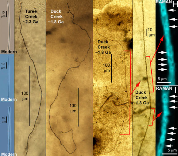 Modern and 2.3 - 1.8 billion years old sulfur-cycling microorganisms. Image credit: J. William Schopf et al.