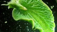 The Eastern emerald elysia (Elysia chlorotica). Image credit: Patrick Krug.