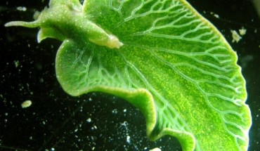 The Eastern emerald elysia (Elysia chlorotica). Image credit: Patrick Krug.