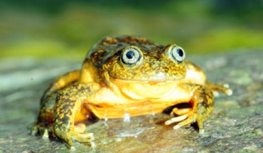 The water frog Telmatobius ventriflavum. Image credit: Alessandro Catenazzi / CC-BY 4.0.