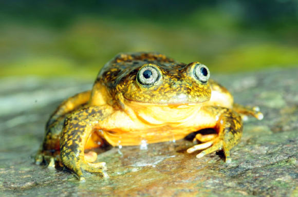 The water frog Telmatobius ventriflavum. Image credit: Alessandro Catenazzi / CC-BY 4.0.