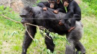 Chimpanzees (Pan troglodytes). Image credit: Pelican / CC BY-SA 2.0.