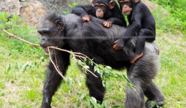 Chimpanzees (Pan troglodytes). Image credit: Pelican / CC BY-SA 2.0.