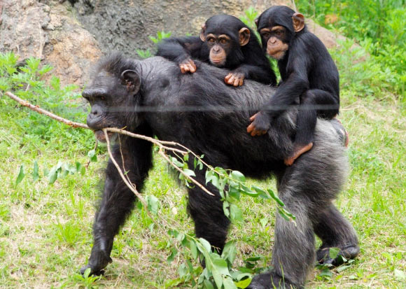 Chimpanzees (Pan troglodytes). Image credit: Pelican / CC BY-SA 2.0.