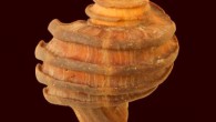 This image shows a 15-million-year-old fossil mollusk, Ecphora gardnerae germonae, from the Calvert Cliffs of southern Maryland; the golden brown color arises from the original shell-binding proteins and pigments preserved in the mineralized shell. Image credit: © John Nance.
