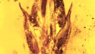 This grass spikelet from the middle Cretaceous is the earliest grass specimen ever discovered, and is covered on its tip by the parasite ergot. Image credit: Oregon State University.