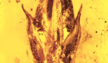 This grass spikelet from the middle Cretaceous is the earliest grass specimen ever discovered, and is covered on its tip by the parasite ergot. Image credit: Oregon State University.