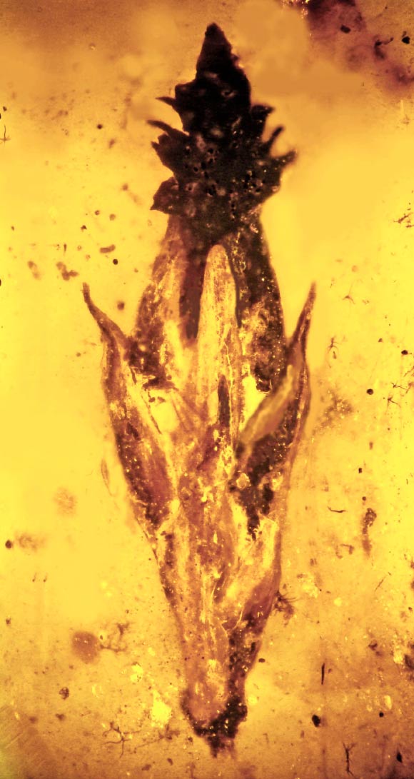 This grass spikelet from the middle Cretaceous is the earliest grass specimen ever discovered, and is covered on its tip by the parasite ergot. Image credit: Oregon State University.