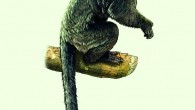This is an artist rendering of what South America's oldest known monkey, Perupithecus ucayaliensis, might have looked like; it was about the size of a squirrel, but with a longer tail, and probably weighed less than 250 grams. Image credit: Jorge González.