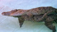 A male crocodile gives a piggyback ride to his lifelong female partner. Image credit: Vladimir Dinets.