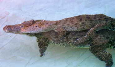 A male crocodile gives a piggyback ride to his lifelong female partner. Image credit: Vladimir Dinets.