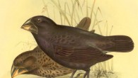 The large ground finch (Geospiza magnirostris), one of Darwin’s finches; Charles and Chatham Islands, Galapagos Archipelago. Image credit: © Linda Hall Library.
