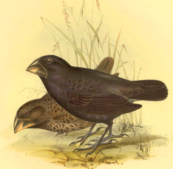 The large ground finch (Geospiza magnirostris), one of Darwin’s finches; Charles and Chatham Islands, Galapagos Archipelago. Image credit: © Linda Hall Library.