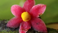 Flower of Sirdavidia solannona. Image credit: Thomas Couvreur.
