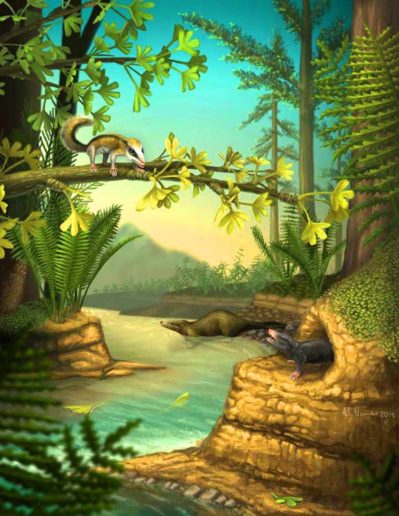 This is an illustration of Agilodocodon scansorius (top left) and Docofossor brachydactylus (bottom right). Image credit: April I. Neander / University of Chicago.