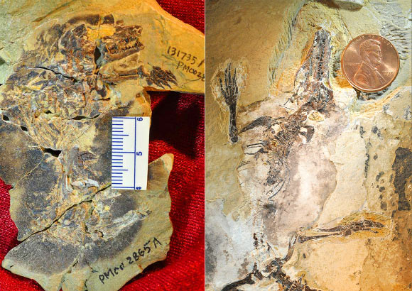 Type specimens of Docofossor brachydactylus (left) and Agilodocodon scansorius. Image credit: Zhe-Xi Luo / University of Chicago.