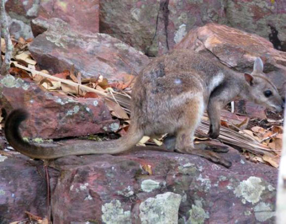 An adult male of the Wilkins’ rock-wallaby (Petrogale wilkinsi) photographed in Litchfield National Park, Australia. Image credit: Emily Miller.