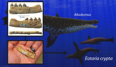 The two seals on the right are a life restoration of Eotaria crypta, whose adult size was only slightly larger than a sea otter; the pinniped depicted above them is the larger-bodied seal Allodesmus, which also existed at the time. Image credit: Robert Boessenecker.
