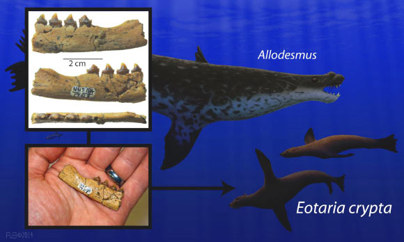The two seals on the right are a life restoration of Eotaria crypta, whose adult size was only slightly larger than a sea otter; the pinniped depicted above them is the larger-bodied seal Allodesmus, which also existed at the time. Image credit: Robert Boessenecker.