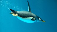 Gentoo penguin (Pygoscelis papua) swimming underwater at Nagasaki Penguin Aquarium, Nagasaki, Japan. Image credit: Ken Funakoshi / CC BY-SA 2.0.