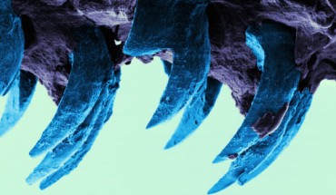 Scanning electron microscope image of limpet teeth. Image credit: Asa H. Barber et al / University of Portsmouth.