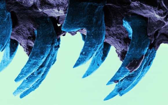 Scanning electron microscope image of limpet teeth. Image credit: Asa H. Barber et al / University of Portsmouth.