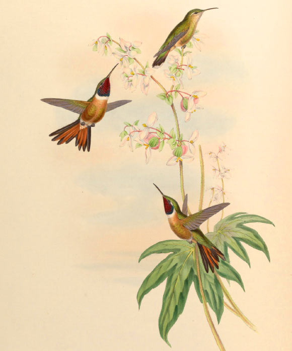 The Bahama woodstar (Calothorax evelinae): two males (left; lower right) with one female (top right). Illustration by John Gould, 1880.
