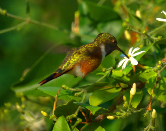 Calliphlox evelynae subsp. Image credit: New Jersey Birds / CC BY-SA 2.0.