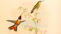 The Bahama woodstar (Calothorax evelinae): two males (left; lower right) with one female (top right). Illustration by John Gould, 1880.