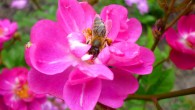 This image shows a bee pollinating a flower of a wild rose.