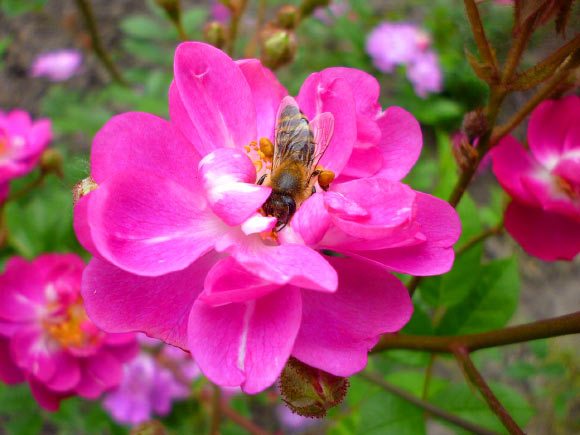 This image shows a bee pollinating a flower of a wild rose.