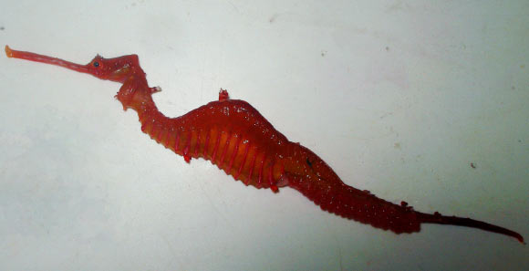 The Ruby Seadragon (Phyllopteryx dewysea). Image credit: Western Australian Museum.