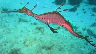 The Ruby Seadragon (Phyllopteryx dewysea). Image credit: Western Australian Museum.