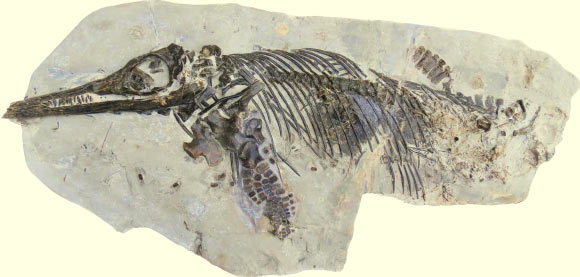 Ichthyosaurus anningae. Image credit: Dean Lomax / Judy Massare.