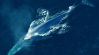 The blue whale (Balaenoptera musculus) is the largest extant animal and the heaviest that has ever existed. Image credit: NOAA / CC BY 2.0.