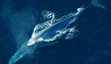 The blue whale (Balaenoptera musculus) is the largest extant animal and the heaviest that has ever existed. Image credit: NOAA / CC BY 2.0.
