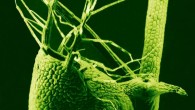 Scanning electron micrograph of the bladder of Utricularia gibba, color added; the plant is a voracious carnivore, with its tiny, 1-mm-long bladders leveraging vacuum pressure to suck in tiny prey at great speed. Image credit: Enrique Ibarra-Laclette / Claudia Anahi Perez-Torres / Paulina Lozano-Sotomayor.