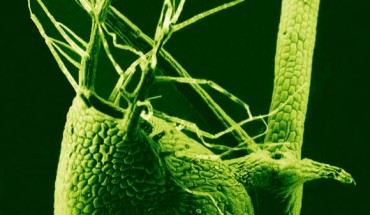 Scanning electron micrograph of the bladder of Utricularia gibba, color added; the plant is a voracious carnivore, with its tiny, 1-mm-long bladders leveraging vacuum pressure to suck in tiny prey at great speed. Image credit: Enrique Ibarra-Laclette / Claudia Anahi Perez-Torres / Paulina Lozano-Sotomayor.